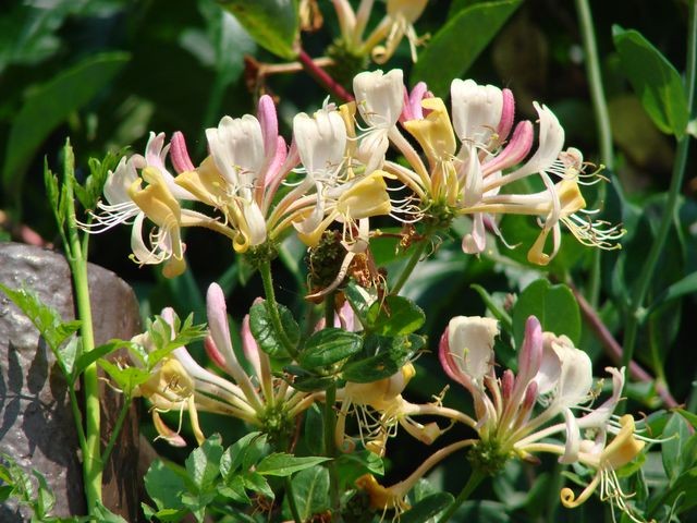lonicera roza
